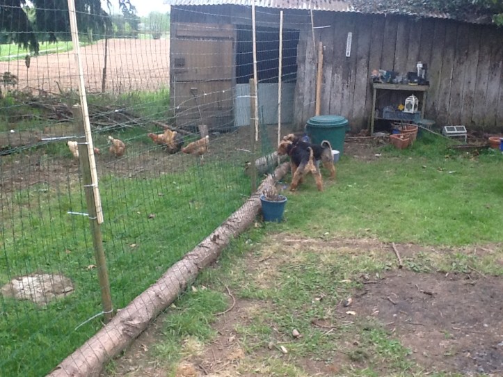 2 naughty welshies with chickens