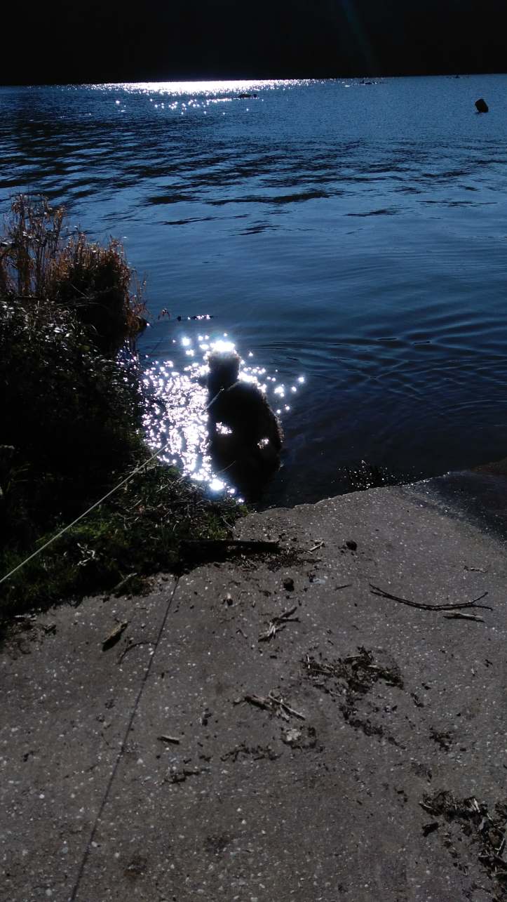 harley in the river feb winters day